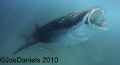 Vertical feeding (a very rare sight in the Seychelles)