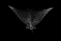 eagle ray back view