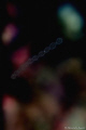 To infinity and beyond :-)
Radiola pelagic Collozoum inerme