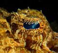 I just love the patterns in crcodile fish eyes and well bahaved subjects too