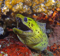 moray eel :)