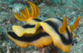 yellow and black nudibranch!