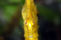 Camel Sea Horse.
