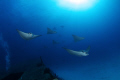 wreck Anaya & Eagle Rays