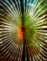 Feather Duster, Cayman Brac, 40 fsw.