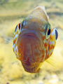 Very upset pumpkinseed sunfish...