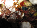Frog fish taken at Kirby's Rock, Anilao, Batangas