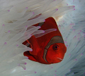 Spine-cheek Anemone fish, Manado