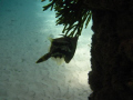 Fantail leatherjacket