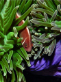clownfish in anemone