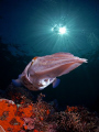 Big cuttle fish
