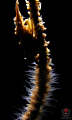 Xeno Crab at the sea whip with back lighting