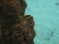 Crested Morwong