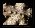 Seastar on night dive - Saudi Arabia - Canon S90 with hand torch light