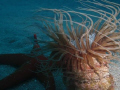 Orange Starfish with Tubular Anemone. I am very happy with this picture, it´s from my 1st dive with a digital camara. I used internal flash on soft and got as low an angle as I could.