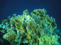 Fair coral 2