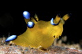 Thecacera Pacifica.  D300/Inon Strobes/105mm + Diopter
