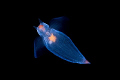 Tiny cold-water plankton (Clione limacina), free swimming in the cold waters of Norway, looking for prey - which it will devour after hooking it with its eversible tentacles.