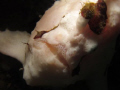 Giant Frog Fish