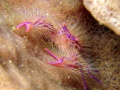 Hairy Squat Lobster