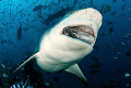 Large female bull shark photographed in Fiji, while munching on a fish snack at the Beqa Adventure Divers Shark Dive in Pacific Harbour.