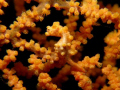 Yellow Pygmy.