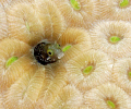 The comical Secretary Blenny popping it's head in & out!