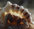 Backlit hermit crab - Sunset House reef, Grand Cayman, BWI