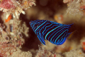 juvenile yellow bar angelfish shot with Nikon D70s and 105 maro no croping