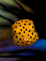 Yellow baby boxfish