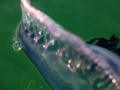 Portuguese Man of War