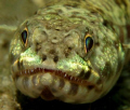Lizard Fish
