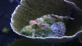 Sorpion fish