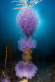 tunicates with sun behind, alakranes bank