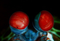 Eyes of Peacock Mantis Shrimp