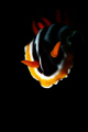 chromodoris magnifica