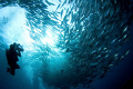 Libery wreck - Tulamben - Bali