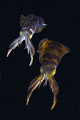 a couple of... nikon d2x 60mm macro.Lembeh strait