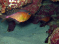 Pair of glassy sweepers