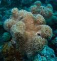 Coral Sea. Canon G-10, Ikelite housing, strobes and dome port.