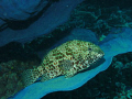 GROUPER WITH NICE CAMO DOESN'T HIDE WELL ON BLUE SEA FAN