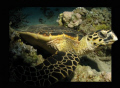 The first turtle i met... ;-)