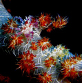 purple & yellow soft coral crabs at Bunaken