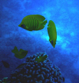 Masked butterfish-Sharm El-shiekh