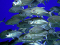 Bigeye trevally. Was taken with Sony Cybershot.