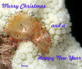 Merry Christmas and a Happy New Year