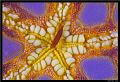 Partner shrimp under the sea star...