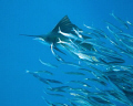 Sailfish hunting