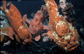 Frogfish gathering
Nikon F50, 60 mm Nicro Nikkor lens, Ikelite 200 Flash, Provia 100F
Shot at Kandholhudhoo Thila Reef - North Male Atoll
When shooting macro pics of the frogfish on the right I suddenly noticed this was a family reunion!!!