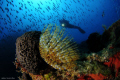 Tube Form, SmallReef Bodrum.